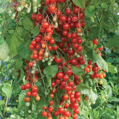 R-DRoz Seeds Cherry Tomato Quality Seeds - Pack of 50 Hybrid Seeds Seed(50 per packet)