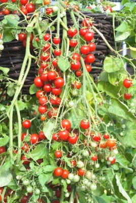 R-DRoz Cherry Tomato Advance Seeds - Pack of 40 Hybrid Seeds Seed(40 per packet)