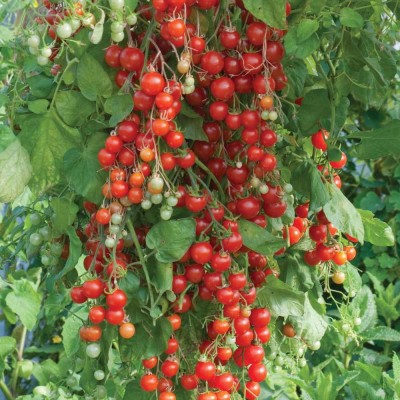 R-DRoz Seeds Cherry Tomato Vegetables Seeds - Pack of 50 Hybrid Seeds Seed(50 per packet)