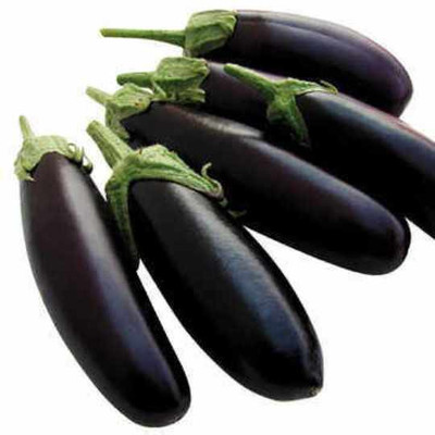 R-DRoz Brinjal Purple Long Aone Seeds - Pack of 40 F-1 Hybrid Seeds Seed(40 per packet)