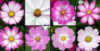 R-DRoz Cosmos Flowers Mixed Colour Flowers Seeds Seed(30 per packet)