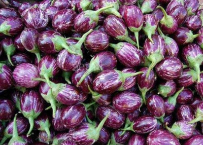 R-DRoz ChuChu Brinjal Magnif Seeds - Pack of 50 Seeds F-1 Hybrid Seed(50 per packet)