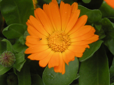 R-DRoz Calendula Flowers Exotic Seeds Seed(30 per packet)