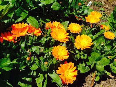 R-DRoz Calendula Flowers Best Quality Seeds - Pack of 30 Premium Seeds Seed(30 per packet)