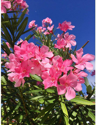 FLARE SEEDS Pink Kaner Seeds Seed(10 per packet)