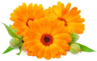 R-DRoz Seeds Calendula Flowers High Quality Seeds Seed(30 per packet)