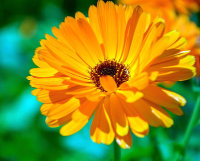 R-DRoz Calendula Flowers High Germination Flowers Seeds Seed(30 per packet)