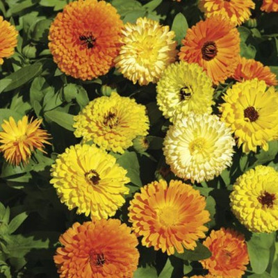 R-DRoz Calendula Double Flowers Premium Seeds Seed(30 per packet)