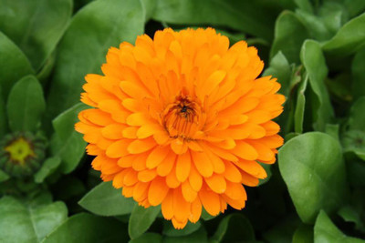 R-DRoz Calendula Double Flowers High Quality Seeds Seed(30 per packet)