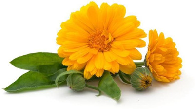 R-DRoz Calendula Flowers 2x Quality Seeds For Home Garden - Pack of 30 Premium Seeds Seed(30 per packet)