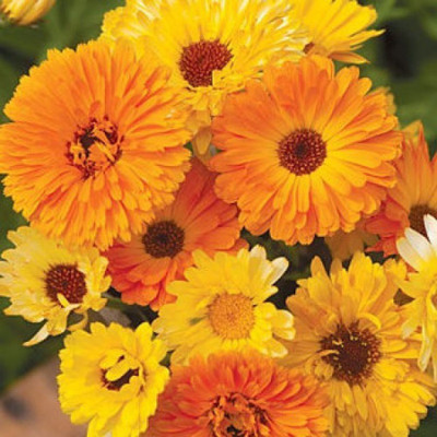 R-DRoz Seeds Calendula Double Flowers Seeds for Home Garden Seed(30 per packet)