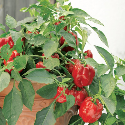 SimXotic Capsicum Red Seed(20 per packet)