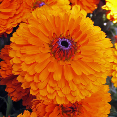 R-DRoz Calendula Double Flowers Seeds for Home Garden Seed(30 per packet)