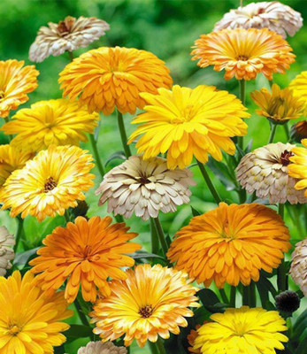 R-DRoz Calendula Double Flowers Better Germination Flowers Seeds - Pack of 30 Seeds Seed(30 per packet)