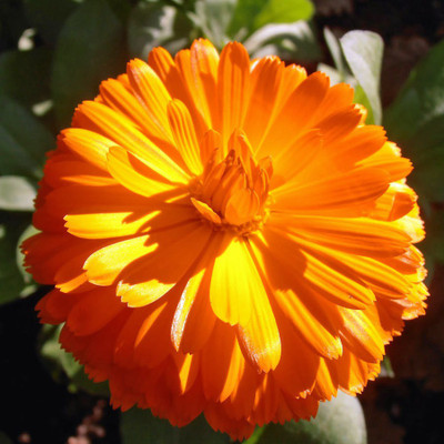 R-DRoz Seeds Calendula Double Flowers 2x Quality Seeds For Home Garden Seed(30 per packet)