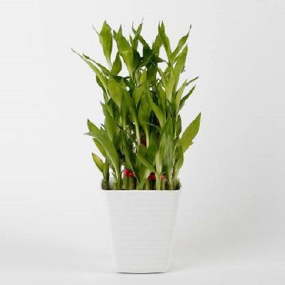 GHF Two Layer Bamboo Plant(Hybrid, Pack of 1)