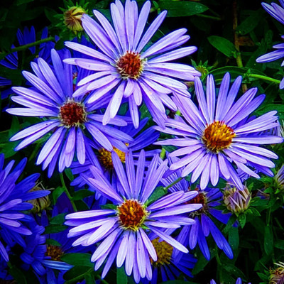FLARE SEEDS Aster Princess Seed(10 per packet)
