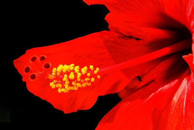 FLARE SEEDS Beautiful Hibiscus Imported Seed(20 per packet)