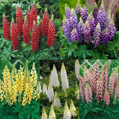 R-DRoz Seeds Lupine Flowers Quality Flowers Seeds - Pack 30 Premium Seeds Seed(30 per packet)