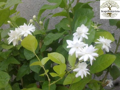 Kapebonavista Arabian Jasmine Malli Bela Motiya plant, it is a plant not a seed Seed(1 per packet)