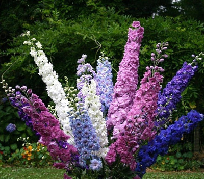 R-DRoz Larkspur Flowers Mixed 2x Quality Seeds For Home Garden - Pack of 40 Seeds Seed(40 per packet)