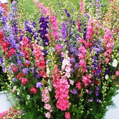 R-DRoz Larkspur Flowers Mixed Advance Seeds - Pack of 40 Premium Seeds Seed(40 per packet)