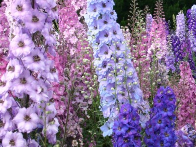 R-DRoz Larkspur Flowers Mixed Supe Germination Seeds Seed(40 per packet)