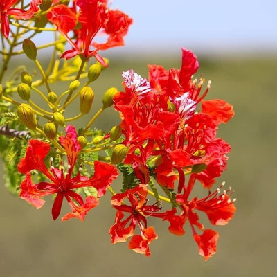 FLARE SEEDS Gulmohar Best Quality Seeds Seed(10 per packet)