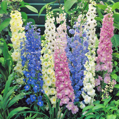 R-DRoz Seeds Larkspur Flowers Mixed Better Germination Flowers Seeds - Pack of 40 Seeds Seed(40 per packet)