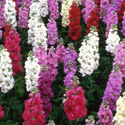 R-DRoz Stock Flowers Mixed Premium Seeds - Pack of 50 Premium Seeds Seed(50 per packet)