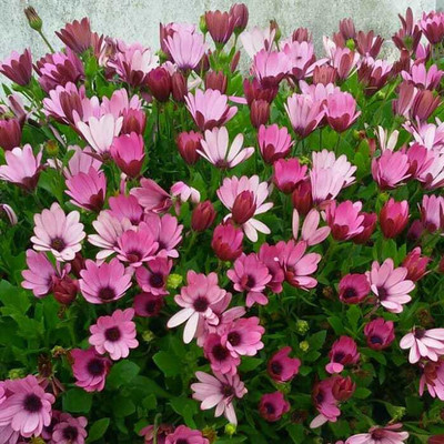 FLARE SEEDS Exotic Dimorphoteca Flower Hybrid Quality Seeds -20 Seeds Seed(20 per packet)