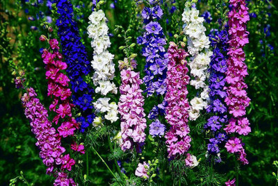 R-DRoz Seeds Larkspur Flowers Mixed Exotic Seeds - Pack of 40 Premium Seeds Seed(40 per packet)