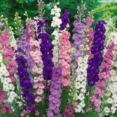 R-DRoz Larkspur Flowers Mixed Premium Seeds - Pack of 40 Premium Seeds Seed(40 per packet)