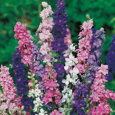 Rosemary Larkspur Mixed Seed(50 per packet)