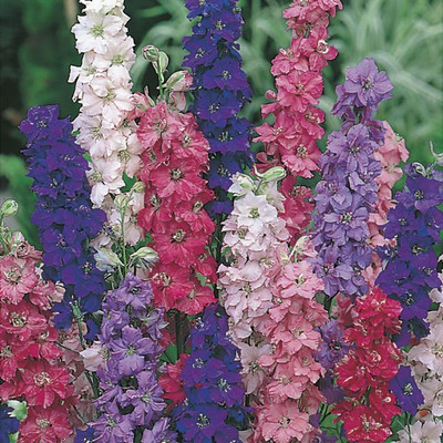 R-DRoz Seeds Larkspur Flowers Mixed High Germination Flowers Seeds - Pack of 40 Seeds Seed(40 per packet)