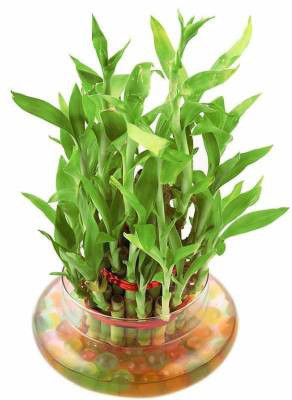 Real Nature Three Layer Bamboo Plant(Pack of 1)