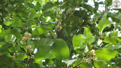 Kapebonavista Cherry Fruit Plant(Pack of 1)