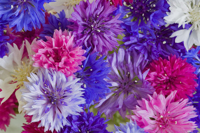 R-DRoz Corn Flowers (Centaurea cyanus) Exotic Seeds Seed(50 per packet)