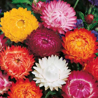 LIVE GREEN Seeds Plants Garden HELICHRYSUM (PEPPER FLOWER) F1 HYBRID SEEDS Seed(50 per packet)