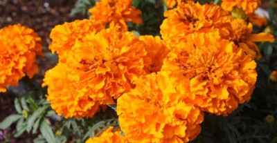 R-DRoz Seeds Marigold Flowers Orange Colour Flowers Seeds - Pack of 50 Premium Exotic Seeds Seed(50 per packet)