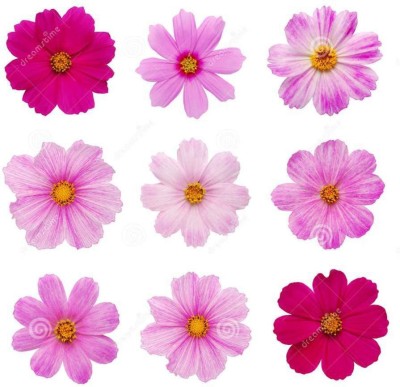 R-DRoz Cosmos Flowers Mixed Colour Premium Seeds - Pack of 30 Seeds Seed(30 per packet)