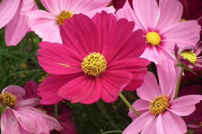 R-DRoz Cosmos Flowers Mixed Colour High Germination Seeds Seed(30 per packet)