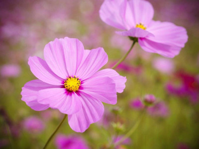 R-DRoz Seeds Cosmos Flowers Mixed Colour Advance Seeds - Pack of 30 Seeds Seed(30 per packet)