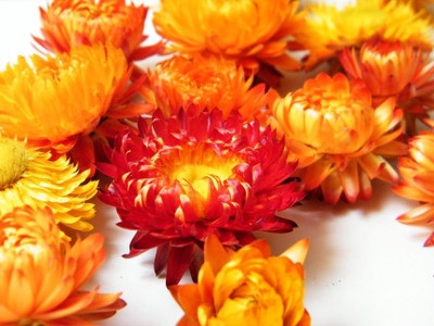 R-DRoz Seeds Helichrysum Flowers Multi Colour Flowers High Quality Seeds - Pack of 40 Seeds Seed(50 per packet)