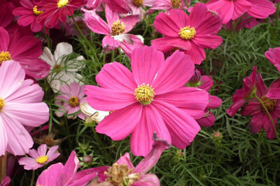R-DRoz Cosmos Flowers Mixed Colour Exotic Seeds Seed(30 per packet)