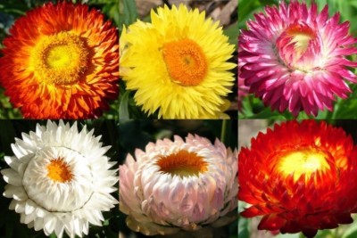 R-DRoz Seeds Helichrysum Flowers Multi Colour Flowers Better Germination Flowers Seeds Seed(50 per packet)