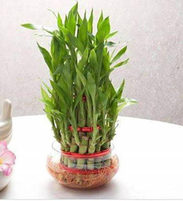 Real Nature Three Layer Bamboo Plant(Pack of 1)