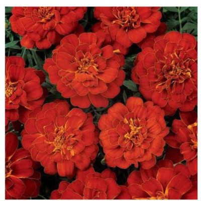 XOLDA Exotic marigold red Seed(41 per packet)