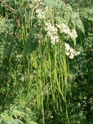M-Technologies DwarfPKM1 Rare Moringa oleifera Long Drumstick High Yielding 20 Seeds Seed(20 per packet)