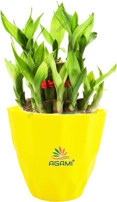 AGAMI Two Layer Bamboo Plant(Pack of 1)